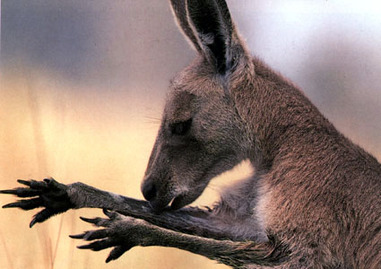 Respiration - Kangaroo's Mara