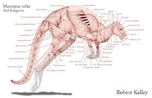 Skeletal/ Muscular System - Kangaroo's Mara